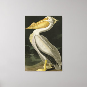 Amerikaanse witte pelikaan, Amerikaanse vogelvogel Canvas Afdruk