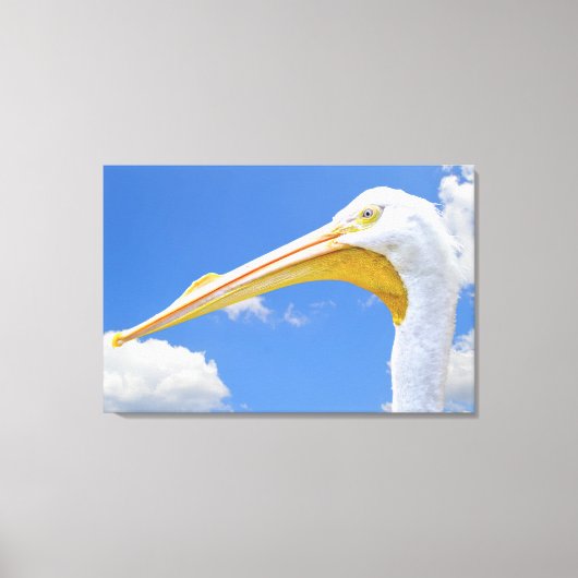 Amerikaanse Witte Pelikaan Canvas Print (Voorkant)
