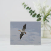 Amerikaanse witte pelikaan in migratie briefkaart (Staand voorkant)