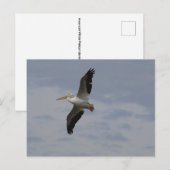 Amerikaanse witte pelikaan in migratie briefkaart (Voorkant / Achterkant)