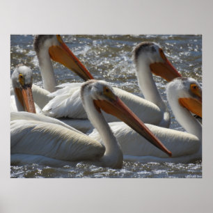 Amerikaanse Witte Pelikaan Natuurfotografie Poster