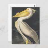 Amerikaanse witte pelikaan van Amerikaanse vogels Briefkaart (Voorkant / Achterkant)