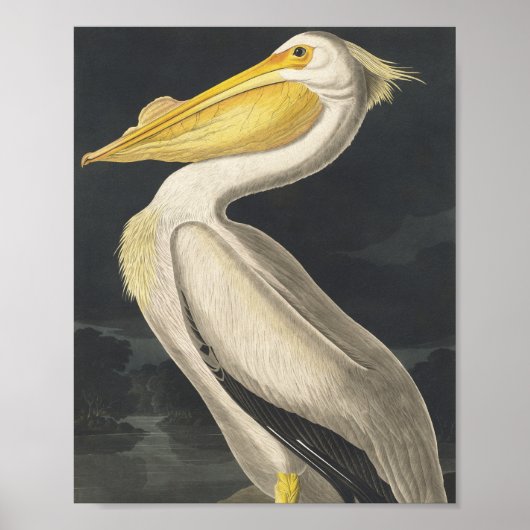 Amerikaanse witte pelikaan van Amerikaanse vogels Poster (Voorkant)
