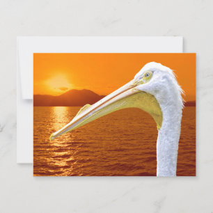 Amerikaanse Witte Pelikaan zonsondergang op Corfu Briefkaart