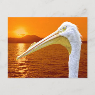 Amerikaanse Witte Pelikaan zonsondergang op Corfu Feestdagenkaart