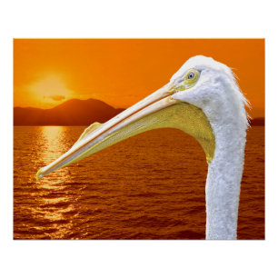 Amerikaanse Witte Pelikaan zonsondergang op Corfu Perfect Poster