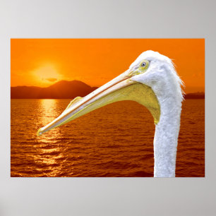 Amerikaanse Witte Pelikaan zonsondergang op Corfu Poster