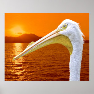 Amerikaanse Witte Pelikaan zonsondergang op Corfu Poster