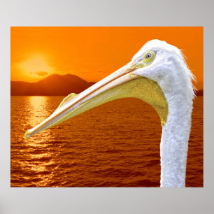 Amerikaanse Witte Pelikaan zonsondergang op Corfu Poster