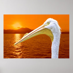 Amerikaanse Witte Pelikaan zonsondergang op Corfu Poster