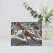 Amerikaanse witte pelikanen Gezegden gewoon hallo Briefkaart (Staand voorkant)