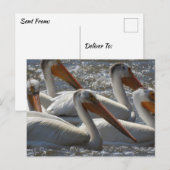 Amerikaanse witte pelikanen Gezegden gewoon hallo Briefkaart (Voorkant / Achterkant)