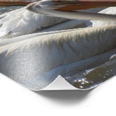 Amerikaanse witte pelikans foto foto afdruk (Hoek)