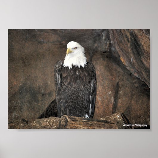 Amerikaanse Witte Zeearend Portret Poster (Voorkant)