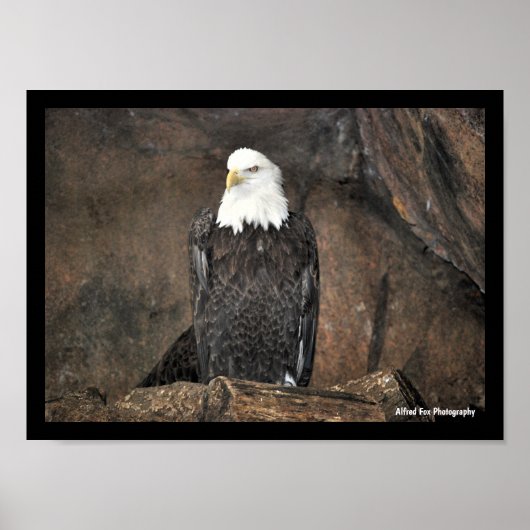 Amerikaanse Witte Zeearend Portret Poster (Voorkant)