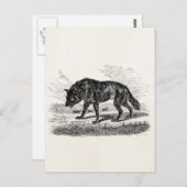 -Amerikaanse Wolf 1800s Wolven Illustratie Briefkaart (Voorkant / Achterkant)