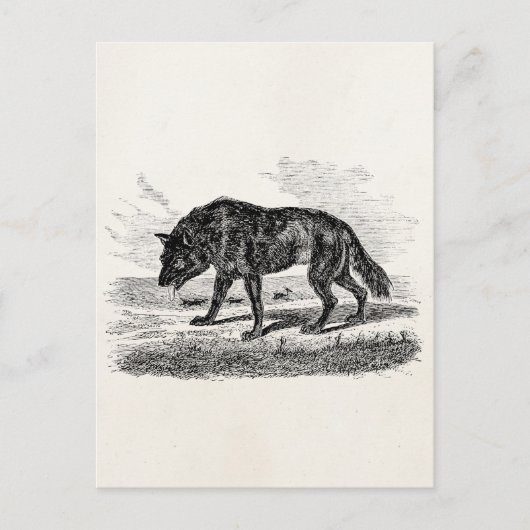 -Amerikaanse Wolf 1800s Wolven Illustratie Briefkaart (Voorkant)