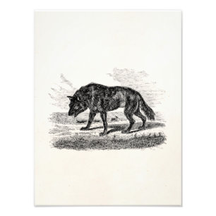 -Amerikaanse Wolf 1800s Wolven Illustratie Foto Afdruk