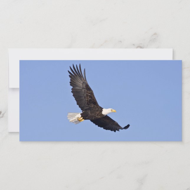 Amerikaanse zeearend (Voorkant)