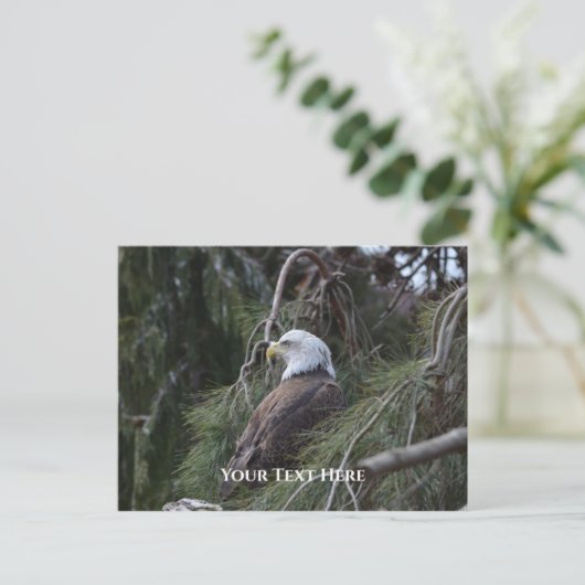 Amerikaanse zeearend briefkaart (Staand voorkant)