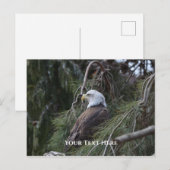 Amerikaanse zeearend briefkaart (Voorkant / Achterkant)