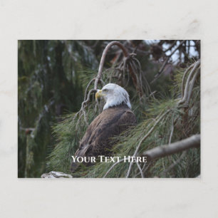 Amerikaanse zeearend briefkaart