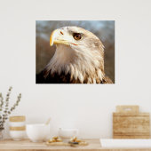 Amerikaanse Zeearend Close-up Poster (Keuken)