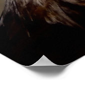 Amerikaanse Zeearend Close-up Poster (Hoek)