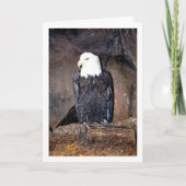 Amerikaanse zeearend in Nest Kaart (Voorkant)