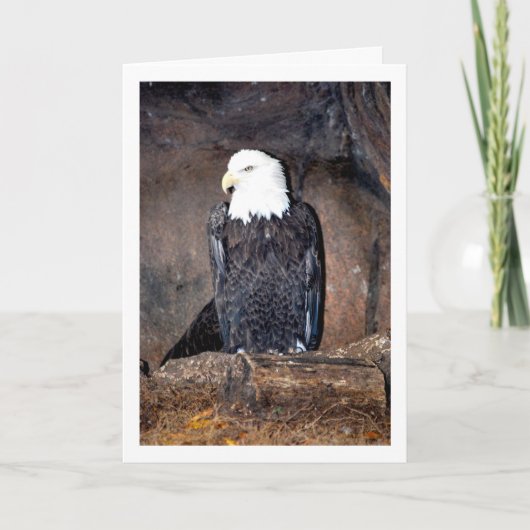 Amerikaanse Zeearend in Nest Kaart (Voorkant)