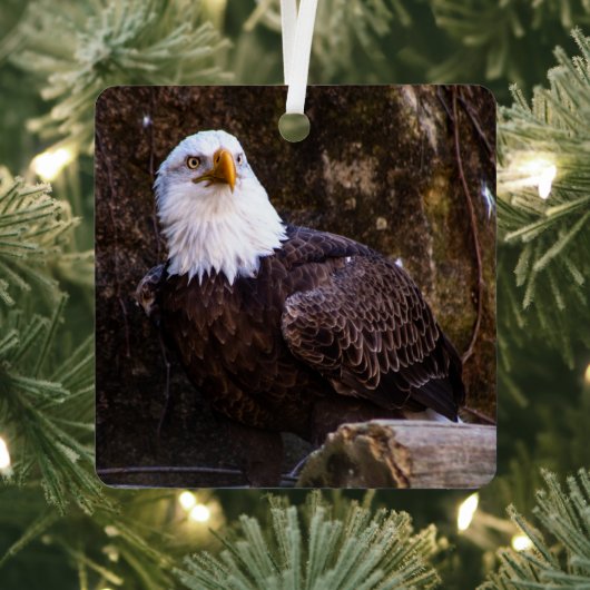 Amerikaanse zeearend metalen ornament (Insitu)