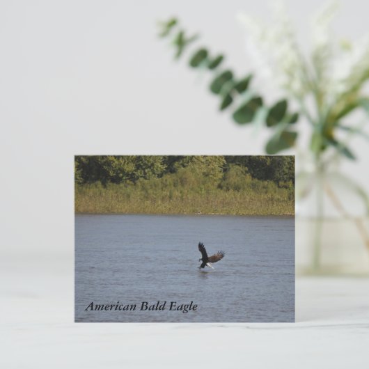 Amerikaanse zeearend - Minnesota Briefkaart (Staand voorkant)