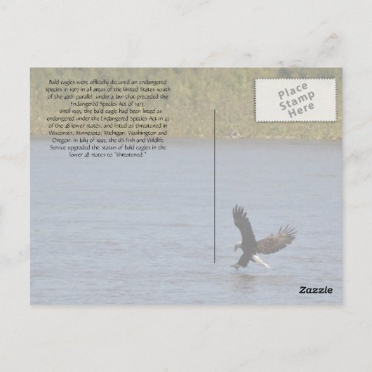 Amerikaanse zeearend - Minnesota Briefkaart (Achterkant)