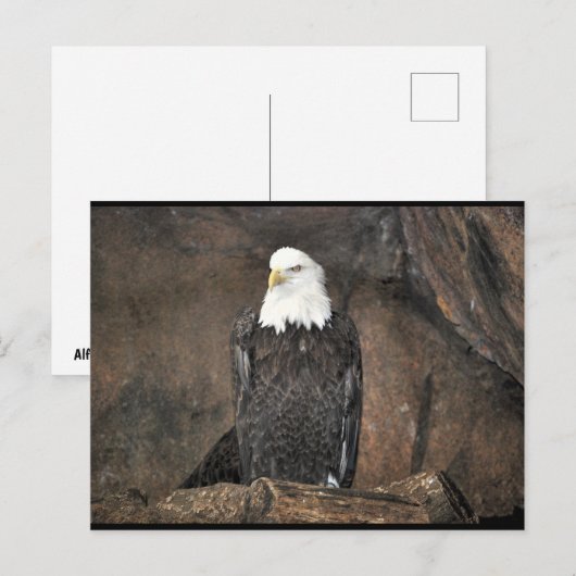 Amerikaanse Zeearend Portret Briefkaart (Voorkant / Achterkant)