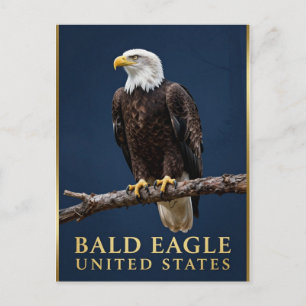 🦅 Amerikaanse Zeearend Wilde Natuur Briefkaart