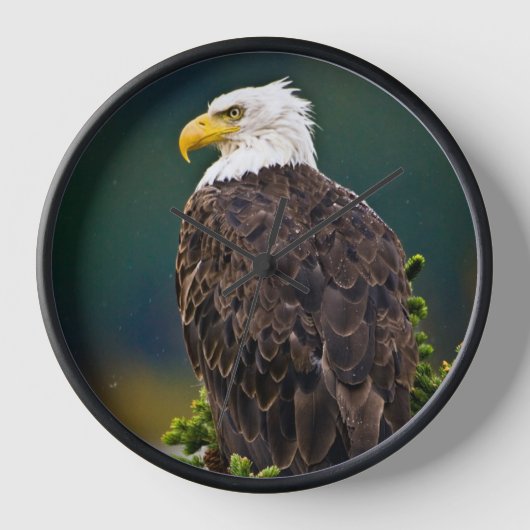 Amerikaanse Zeearend Zit (Voorkant)