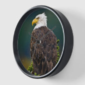 Amerikaanse Zeearend Zit (Hoek)