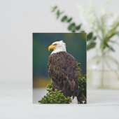 Amerikaanse Zeearend Zit Briefkaart (Staand voorkant)