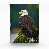 Amerikaanse Zeearend Zit Fotoblokken (Voorkant)