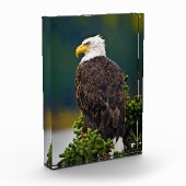 Amerikaanse Zeearend Zit Fotoblokken (Links)