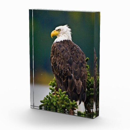Amerikaanse Zeearend Zit Fotoblokken (Rechts)