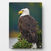 Amerikaanse Zeearend Zit Fotoplaat (voorkant)