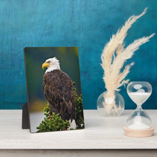 Amerikaanse Zeearend Zit Fotoplaat (Zijkant)