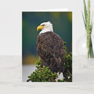 Amerikaanse Zeearend Zit Kaart