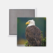 Amerikaanse Zeearend Zit Magneet (Voorkant / Achterkant)