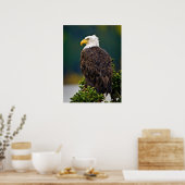 Amerikaanse Zeearend Zit Poster (Keuken)
