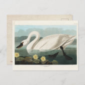 Amerikaanse zwaan, Amerikaanse vogels,  Briefkaart (Voorkant / Achterkant)