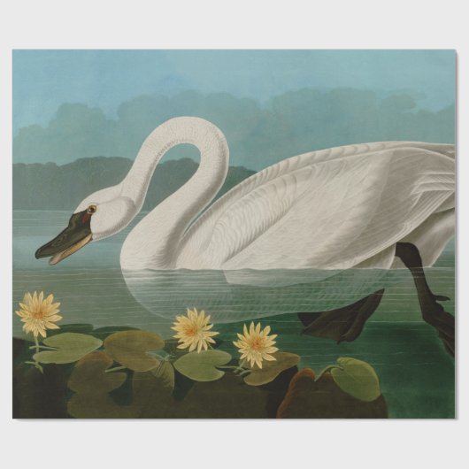 Amerikaanse Zwanenvogels Audubon Cadeaupapier (Vlak)