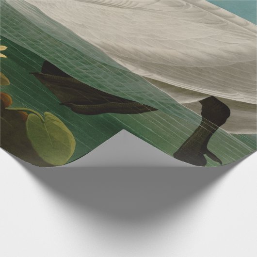 Amerikaanse Zwanenvogels Audubon Cadeaupapier (Hoek)