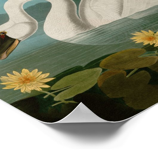 Amerikaanse Zwanenvogels Audubon Poster (Hoek)